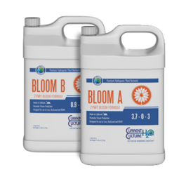 CULTURED SOLUTIONS BLOOM A/B