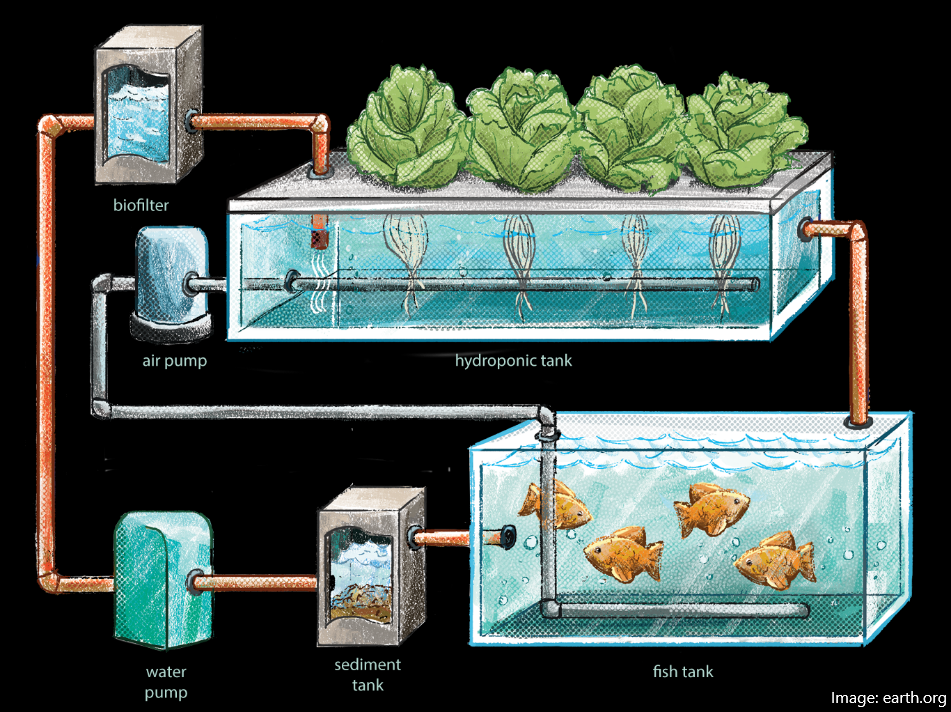 Read more about the article WHAT IS AQUAPONICS?