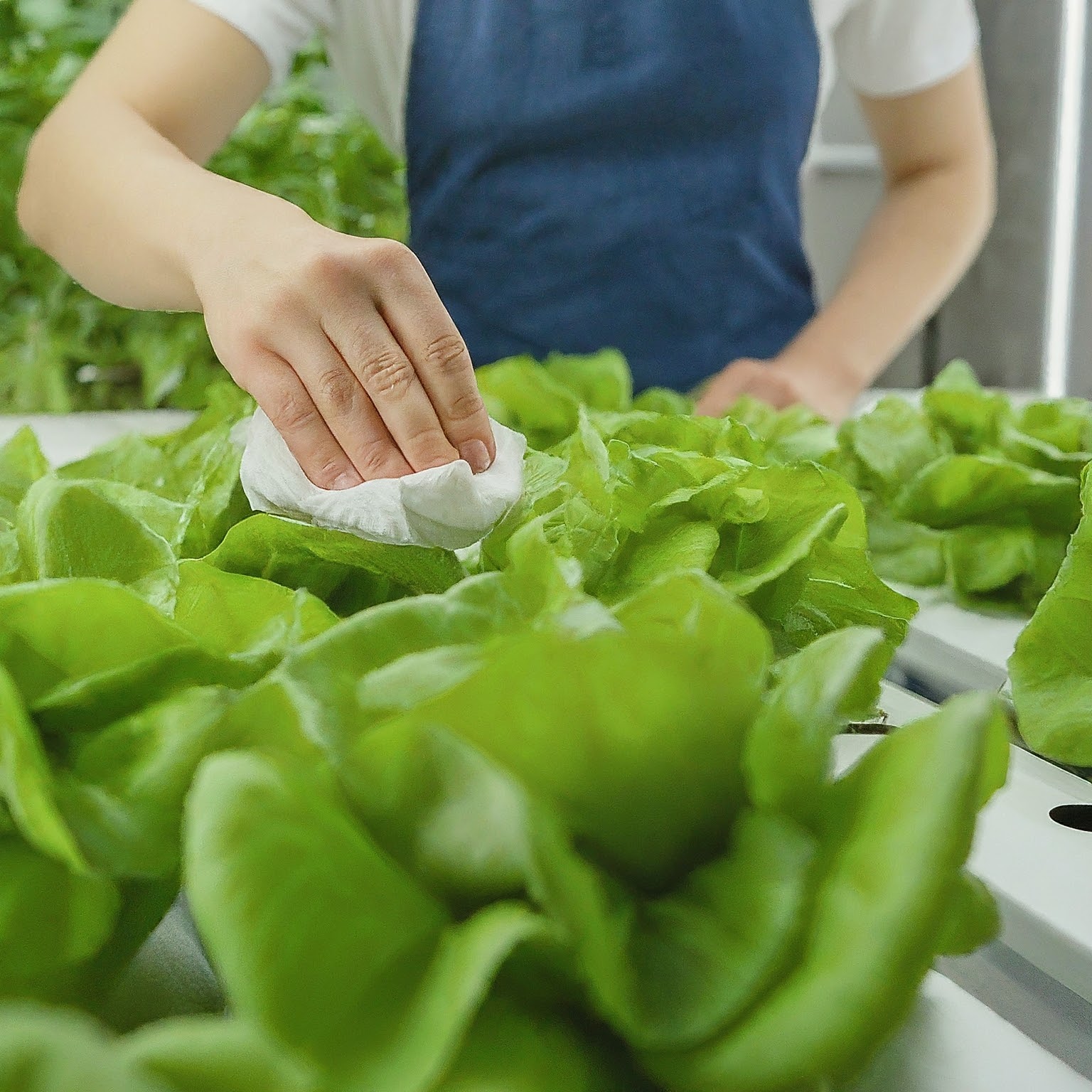 Read more about the article DO I NEED TO CLEAN MY HYDROPONICS SYSTEM?