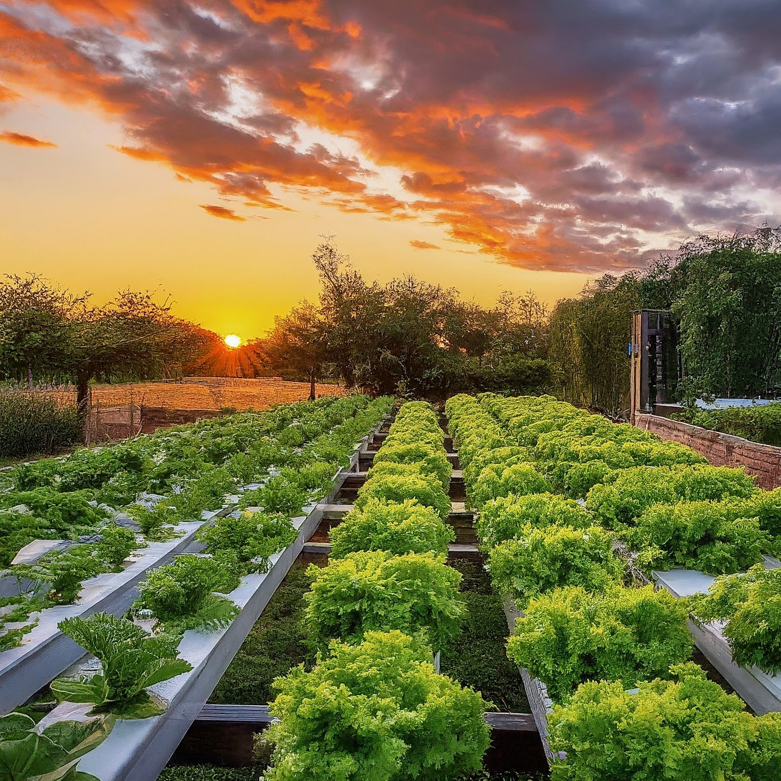Read more about the article HOW IS HYDROPONICS DIFFERENT FROM SOIL GROWING?